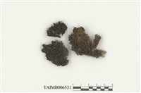 藏品(紫萼苔屬)的圖片